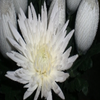 Disbud Anastasia White