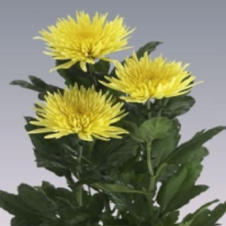 Disbud Anastasia Yellow