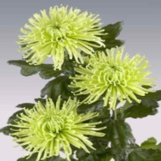 Disbud Anastasia green