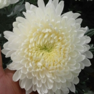 Disbud Snowdon White