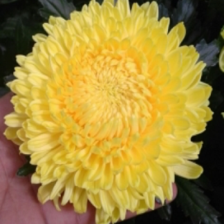 Disbud Snowdon Yellow (20bn)